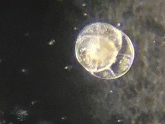 Planodiscorbis rarescens