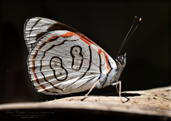 Diaethria anna