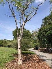 Libidibia ferrea leiostachya