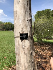 Libidibia ferrea leiostachya