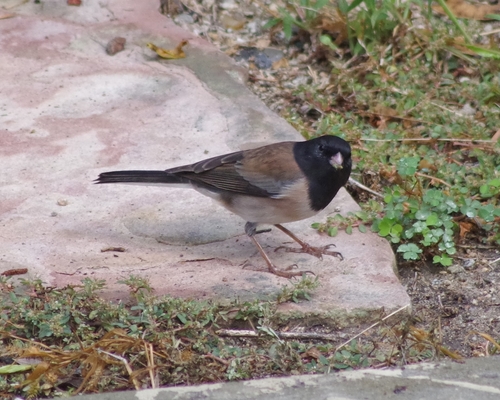 Dark-eyed Junco photographed in California