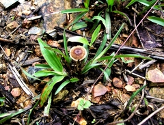 Fungi