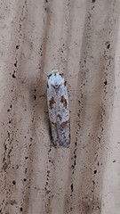 Oxythecta hieroglyphica