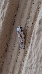 Oxythecta hieroglyphica