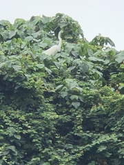 Egretta garzetta