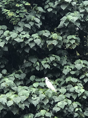 Egretta garzetta