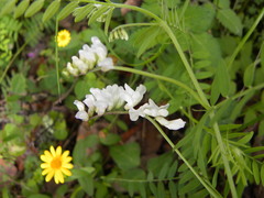 Vicia pulchella