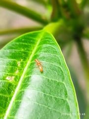 Pseudomyrmex pallidus