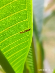 Pseudomyrmex pallidus