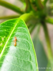 Pseudomyrmex pallidus