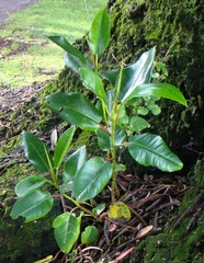 Ficus macrophylla