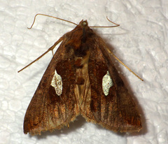Autographa bractea