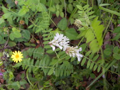 Vicia pulchella
