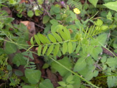 Vicia pulchella