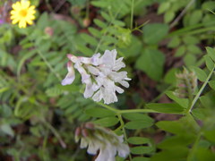 Vicia pulchella