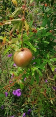 Punica granatum