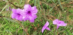 Ruellia simplex