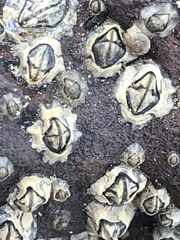 Chthamalus antennatus