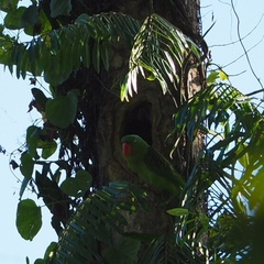 Tanygnathus megalorynchos