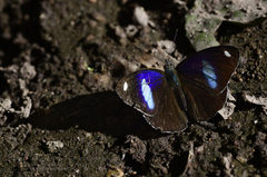 Diaethria anna