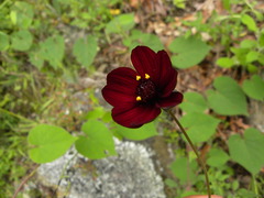 Cosmos atrosanguineus
