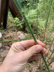 Austrostipa ramosissima