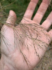 Austrostipa ramosissima