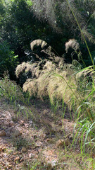 Austrostipa ramosissima
