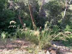 Austrostipa ramosissima