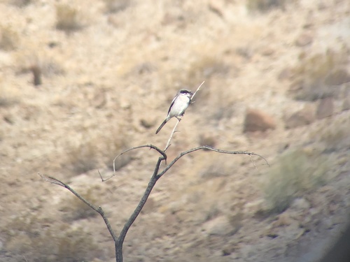 iNaturalist observation photo of Loggerhead Shrike