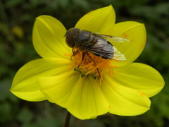 Copestylum macrocephalum