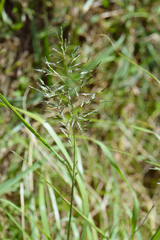 Eragrostis ferruginea