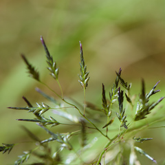 Eragrostis ferruginea