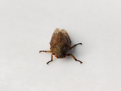 Metcalfiella