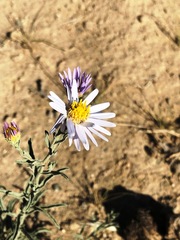 Aster altaicus