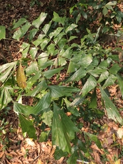 Caryota maxima