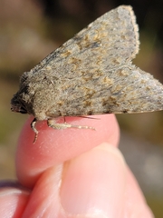 Ichneutica virescens