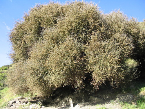 Image of Olearia fimbriata by (c) John Barkla, some rights reserved (CC BY)