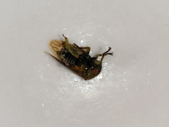 Metcalfiella