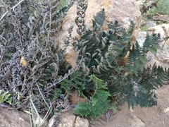 Myriopteris covillei