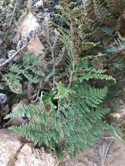 Myriopteris covillei