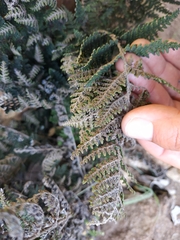 Myriopteris covillei