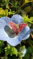 Schinia pulchripennis
