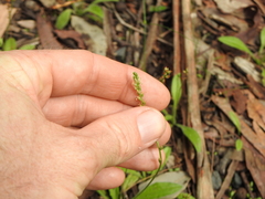 Plantago debilis