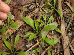 Plantago debilis