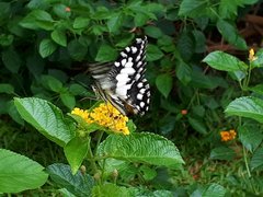 Papilio demoleus malayanus
