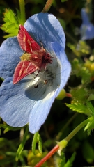 Schinia pulchripennis