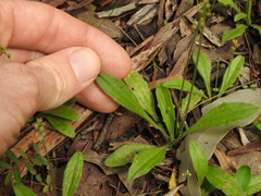 Plantago debilis