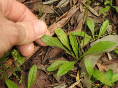 Plantago debilis