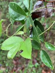 Papilionidae